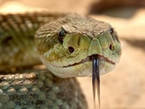 Fond d'écran Les Reptiles - Un crotale, un serpent