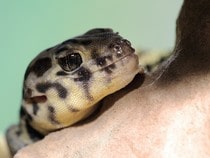 Fond d'écran Les Reptiles - Un gecko