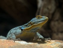 Fond d'écran Les Reptiles - Un iguane de roche