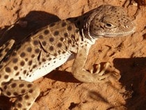 Fond d'écran Les Reptiles - Un iguane du désert