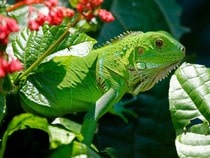 Fond d'écran Les Reptiles - Un iguane vert