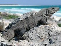 Fond d'écran Les Reptiles - Un iguane sur la plage