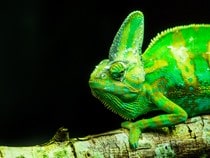 Fond d'écran Les Reptiles - Un caméléon sur une branche