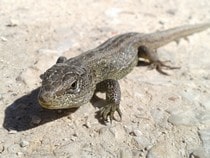 Fond d'écran Les Reptiles - Un lézard