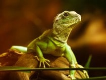 Fond d'écran Les Reptiles - Un lézard vert