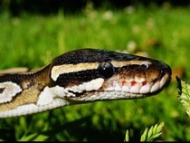 Fond d'écran Les Reptiles - Un python, un serpent