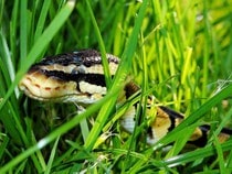Fond d'écran Les Reptiles - Un python, un serpent dans l'herbe