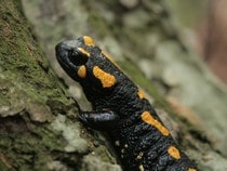 Fond d'écran Les Reptiles - Une salamandre