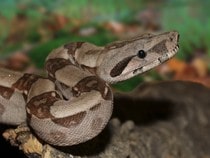 Fond d'écran Les Reptiles - Un serpent empereur