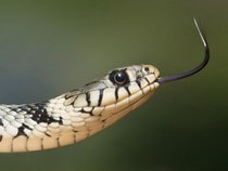 Fond d'écran Les Reptiles - Un serpent