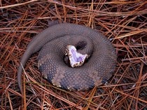 Fond d'écran Les Reptiles - Un serpent Mocassin d'eau