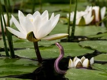 Fond d'écran Les Reptiles - Un serpent et un nénuphar