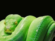 Fond d'écran Les Reptiles - Un python vert, un serpent