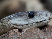 Fond d'écran Les Reptiles - Tête de serpent