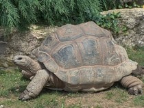 Fond d'écran Les Reptiles - Une tortue terrestre géante