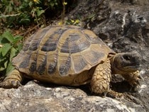 Fond d'écran Les Reptiles - Une tortue terrestre