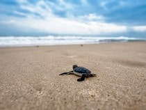 Fond d'écran Les Reptiles - Un petite tortue sur la plage