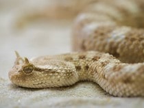 Fond d'écran Les Reptiles - Une vipère à cornes, un serpent