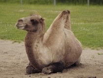 Fond d'écran Les Animaux sauvages - Un chameau