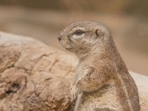 Fond d'écran Les Animaux sauvages - Un chien de prairie