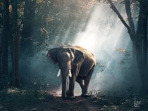 Fond d'écran Les Animaux sauvages - Un éléphant en forêt