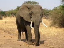 Fond d'écran Les Animaux sauvages - Un éléphant