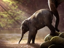 Fond d'écran Les Animaux sauvages - Un éléphanteau poussé dans l'eau par sa mère