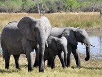 Fond d'écran Les Animaux sauvages - Un troupeau d'éléphants
