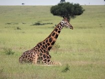 Fond d'écran Les Animaux sauvages - Une girafe dans la savane