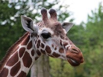 Fond d'écran Les Animaux sauvages - Une girafe