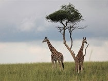 Fond d'écran Les Animaux sauvages - Couple de girafes près d'un arbre