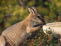 Fond d'écran Les Animaux sauvages - Un kangourou