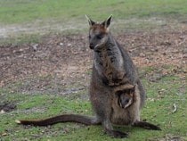 Fond d'écran Les Animaux sauvages - Un kangourou Wallaby et son petit