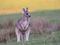 Fond d'écran Les Animaux sauvages - Un kangourou