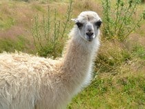 Fond d'écran Les Animaux sauvages - Un lama