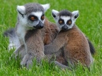 Fond d'écran Les Animaux sauvages - Des lémuriens, lémurs catta