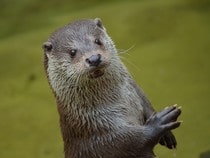 Fond d'écran Les Animaux sauvages - Une loutre