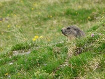 Fond d'écran Les Animaux sauvages - Une marmotte