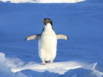 Fond d'écran Les Animaux sauvages - Un pingouin