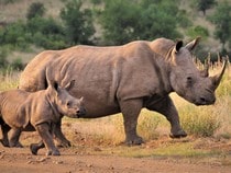 Fond d'écran Les Animaux sauvages - Famille de rhinocéros blancs