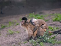 Fond d'écran Les Animaux sauvages - Maman et bébé Singes