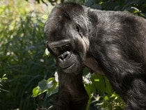 Fond d'écran Les Animaux sauvages - Un gorillle