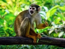 Fond d'écran Les Animaux sauvages - Un singe Saïmiri