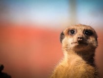 Fond d'écran Les Animaux sauvages - Un suricate