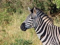 Fond d'écran Les Animaux sauvages - Un zèbre