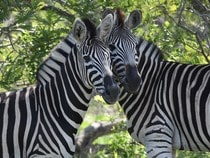 Fond d'écran Les Animaux sauvages - Un couple de zèbres