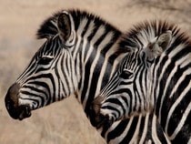 Fond d'écran Les Animaux sauvages - Un couple de zèbres