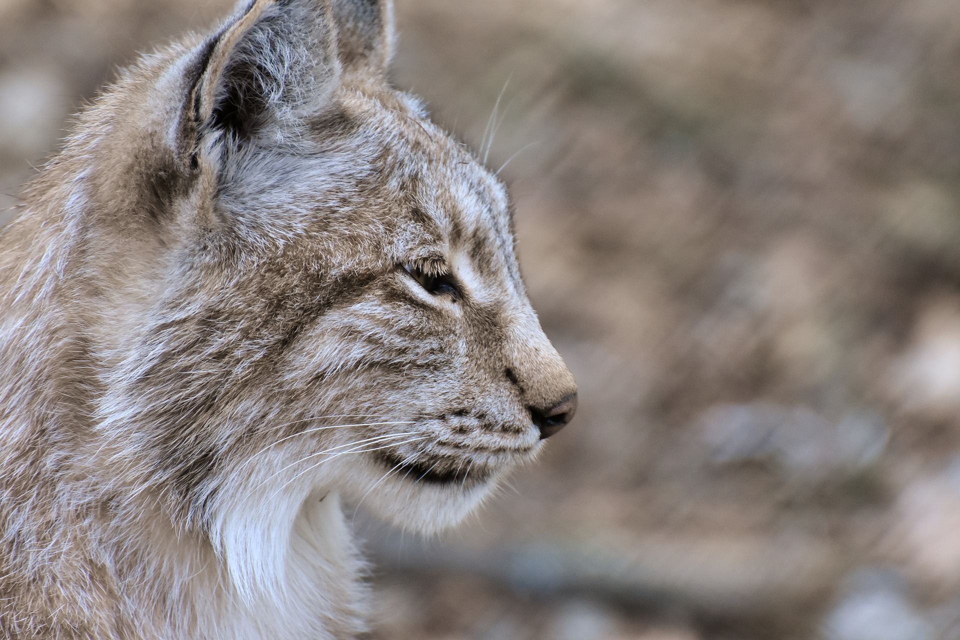 Fond d'écran Animaux du mois - UN LYNX