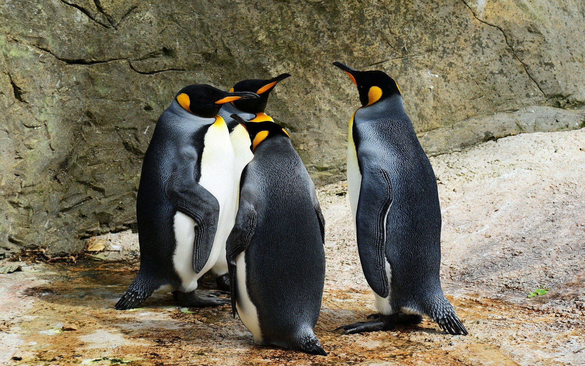 Fond d'écran Animaux du mois - UN GROUPE DE PINGOUINS