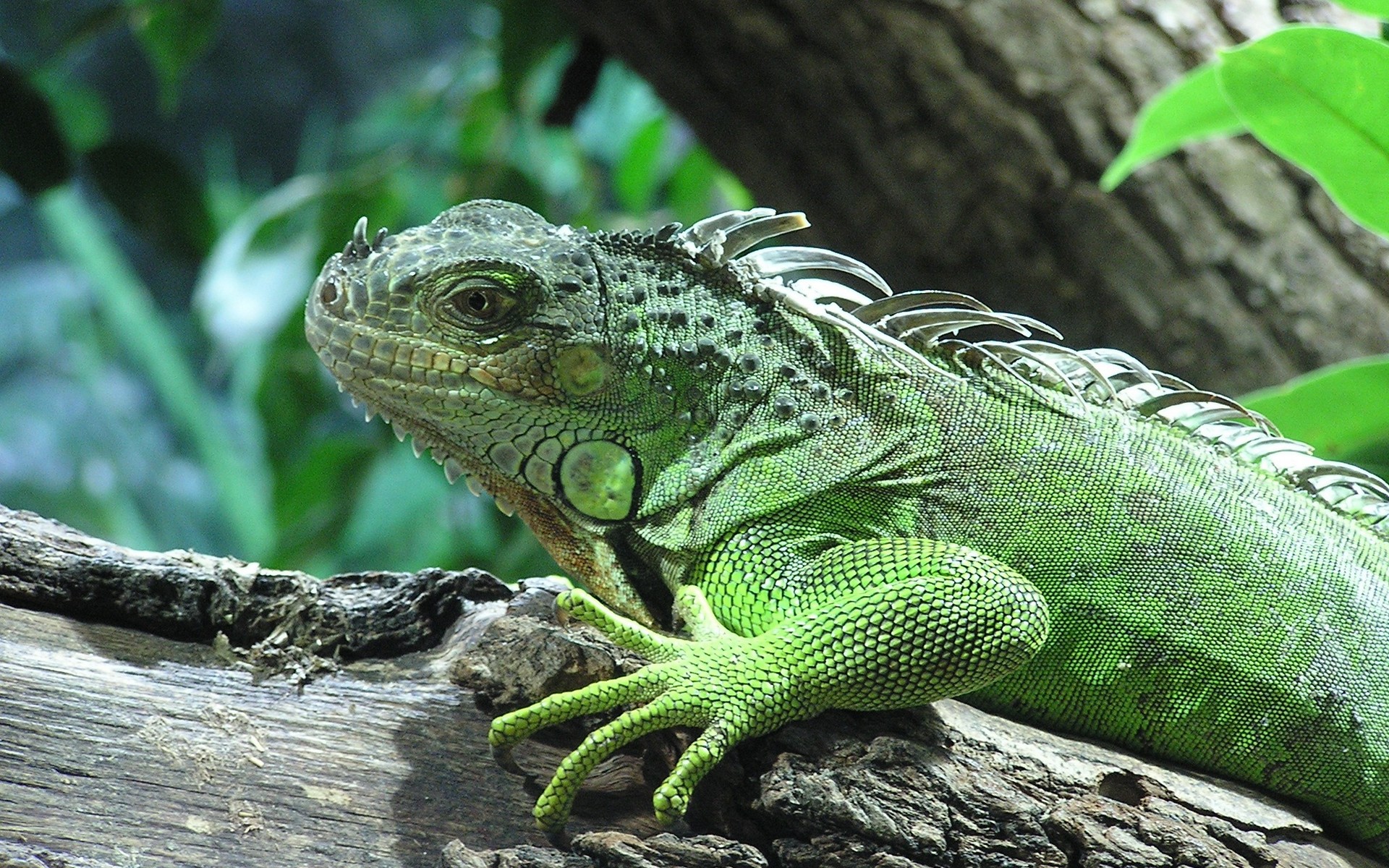 Fond d'écran Animaux du mois - UN IGUANE